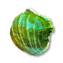 Cabbage