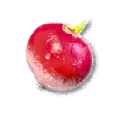 Radish