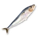 Raw Fish