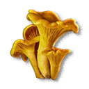 Chanterelle