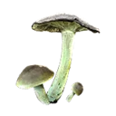 Green-Gilled Mushroom