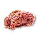 Kobold Brain
