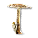 Parasol Mushroom