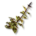 Perilla