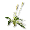Ribwort Plantain