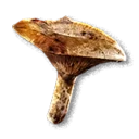 Saffron Milk Cap