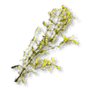 St. John's Wort
