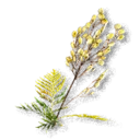 Tansy
