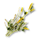 Yellow Sweet Clover