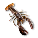 Crayfish