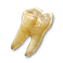 Teeth