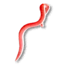 Bait Worms